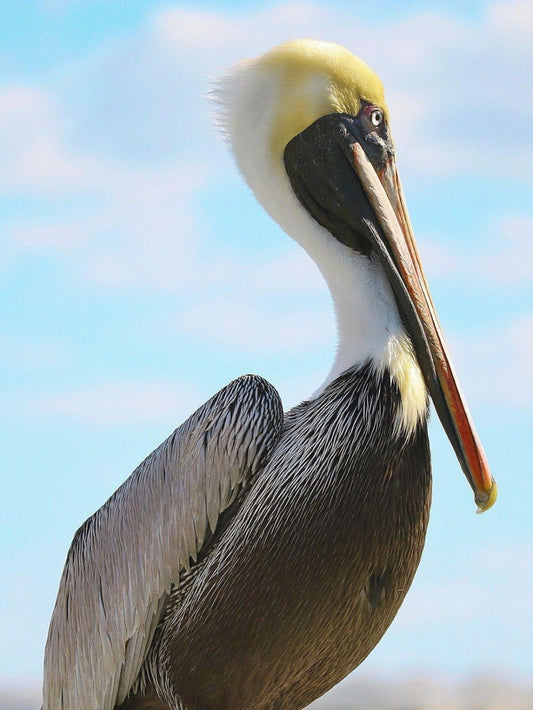 Pelican | Diamond Painting