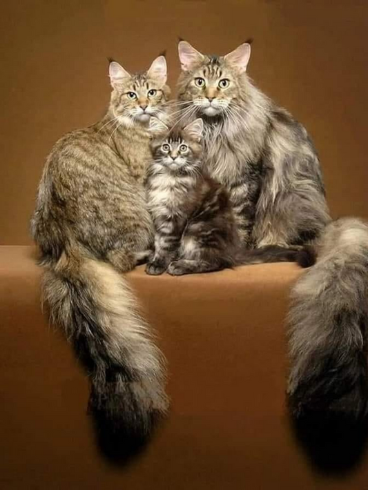 Maine Coon | Diamond Painting