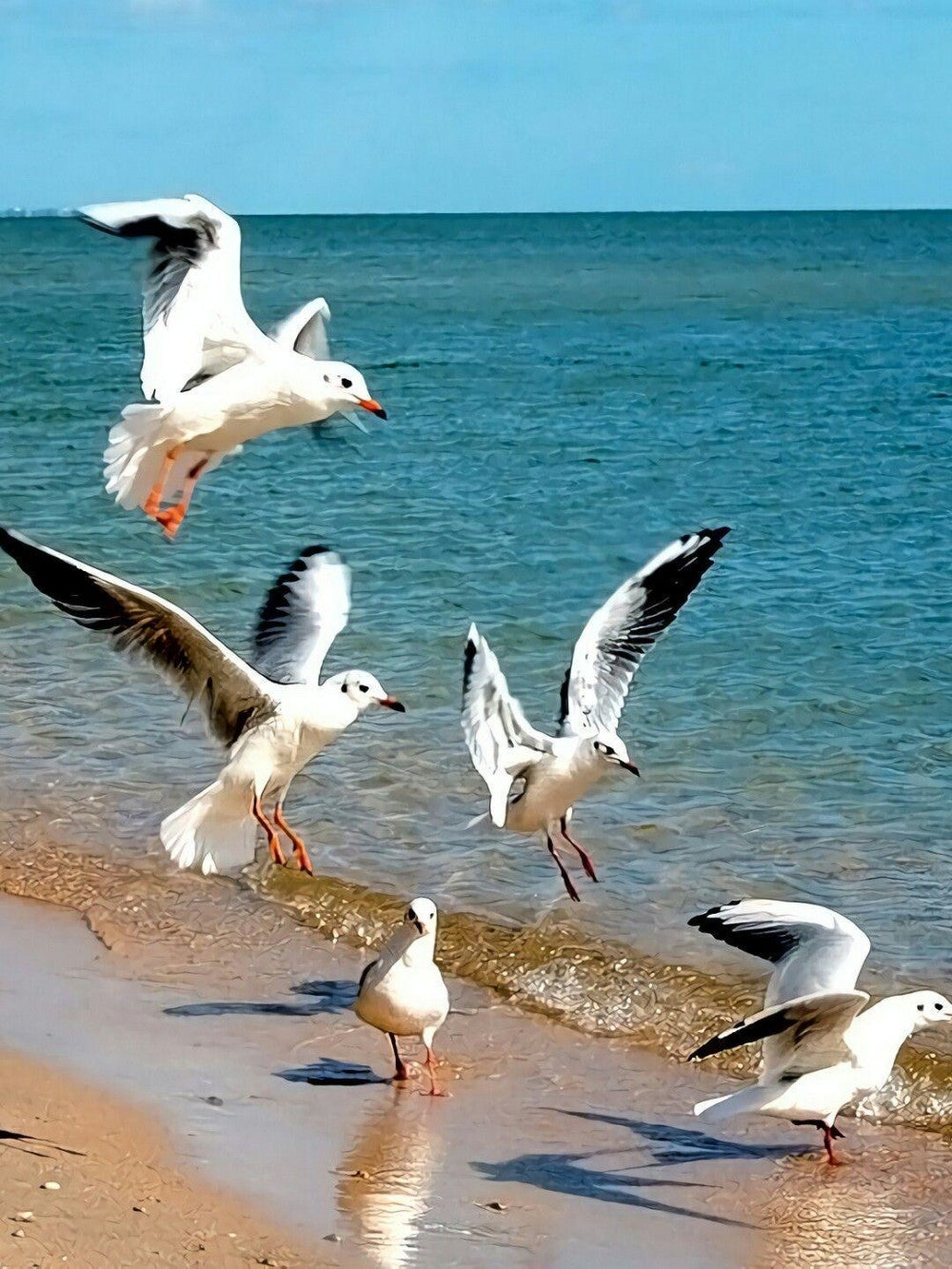 Gull | Diamond Painting