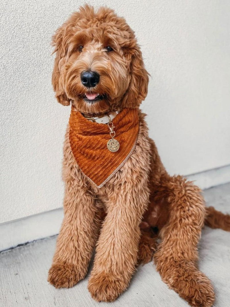 Goldendoodle Dog | Diamond Painting