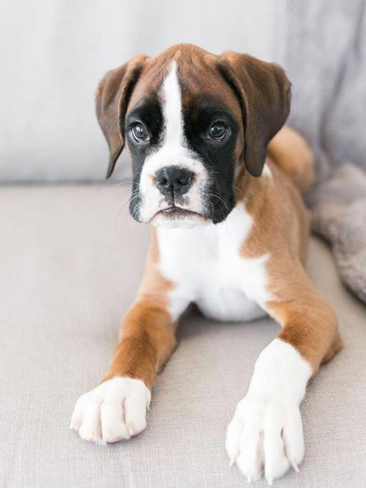 Boxer Dog | Diamond Painting