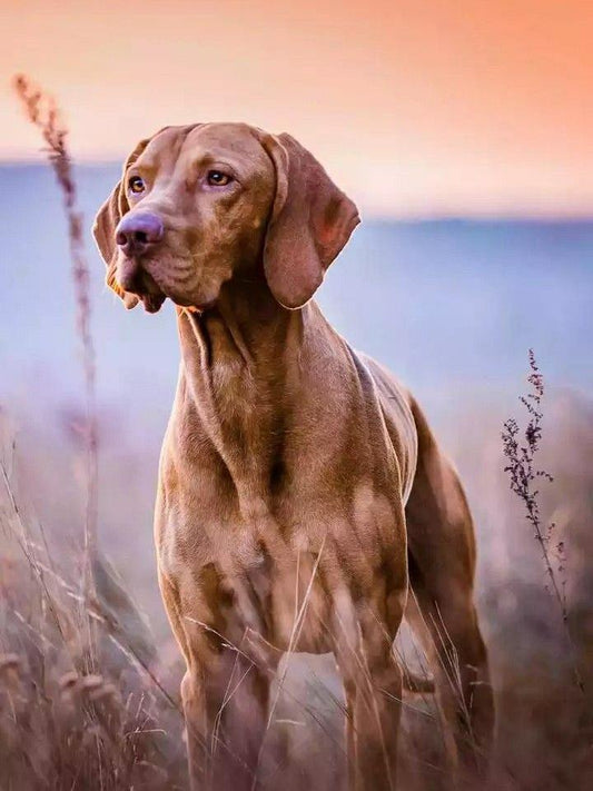 Vizsla Dog | Diamond Painting