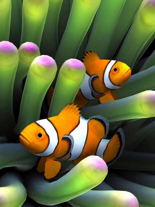 Clown Fish | Diamond Painting