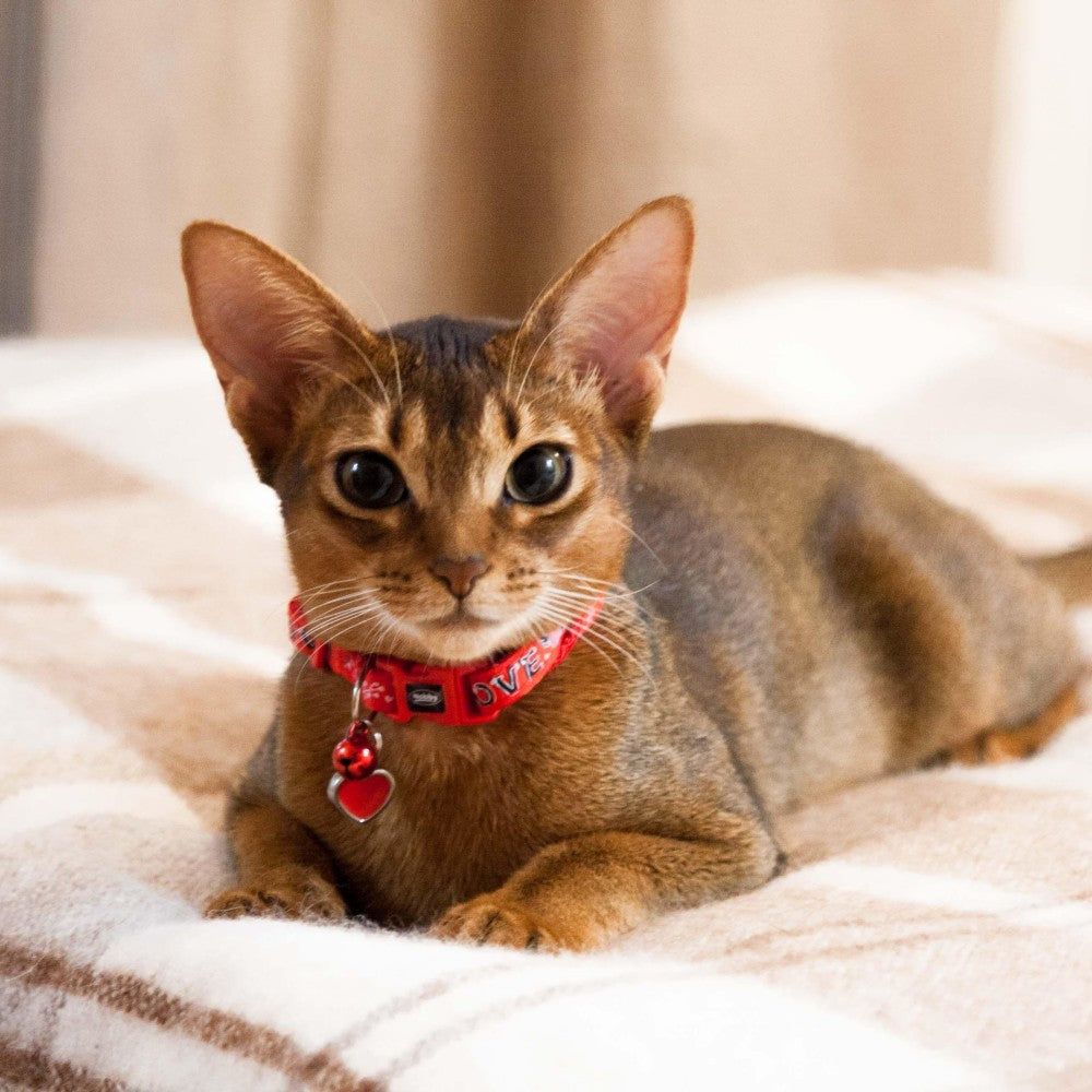 Abyssinian Cat | Diamond Painting