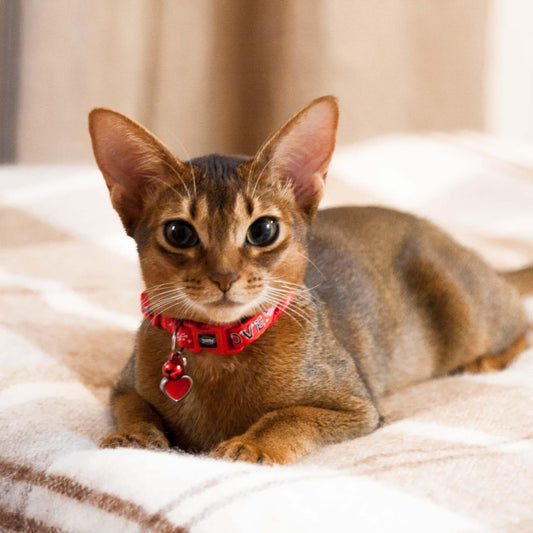 Abyssinian Cat | Diamond Painting