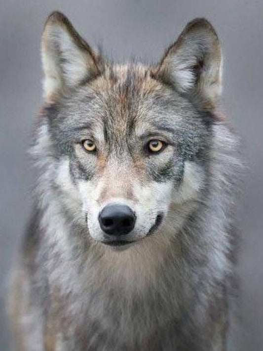 Wolf | Diamond Painting