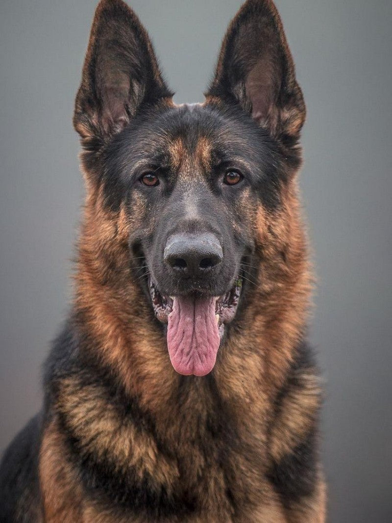 Dog German Shepherd | Diamond Painting