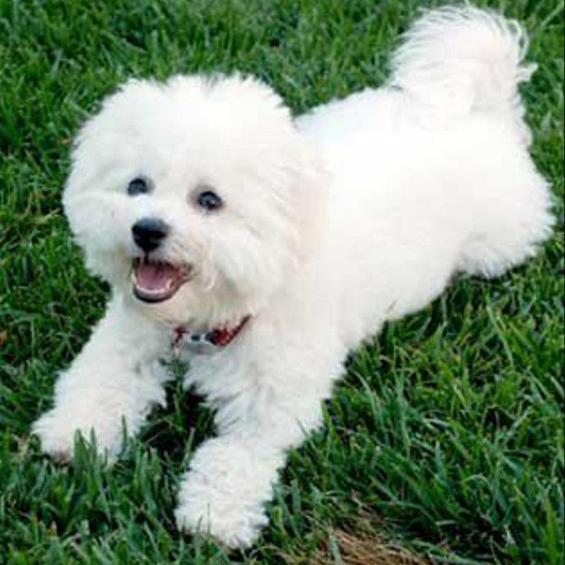 Dog Bichon Frise | Diamond Painting