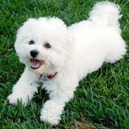 Dog Bichon Frise | Diamond Painting