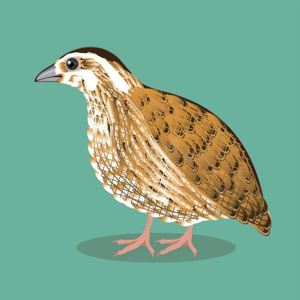 Quail | Diamond Painting