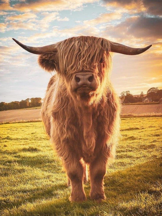 Highland Cow | Diamond Painting