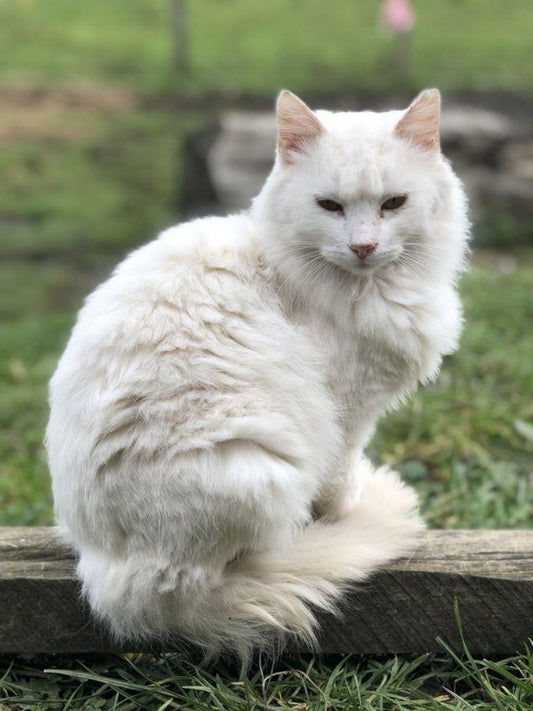 White Cat | Diamond Painting