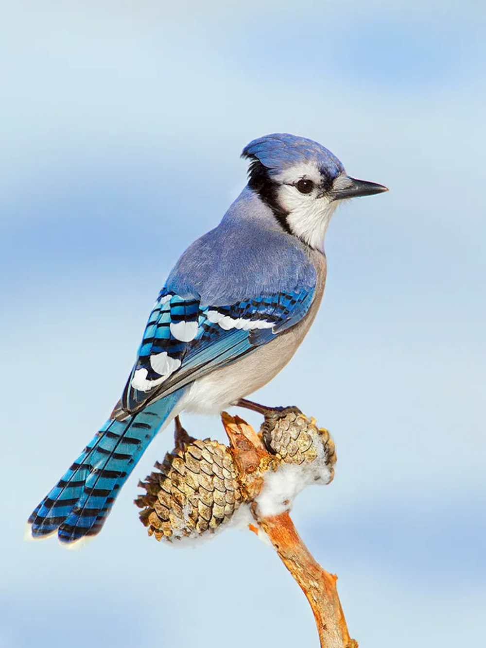 Blue Jay | Diamond Painting