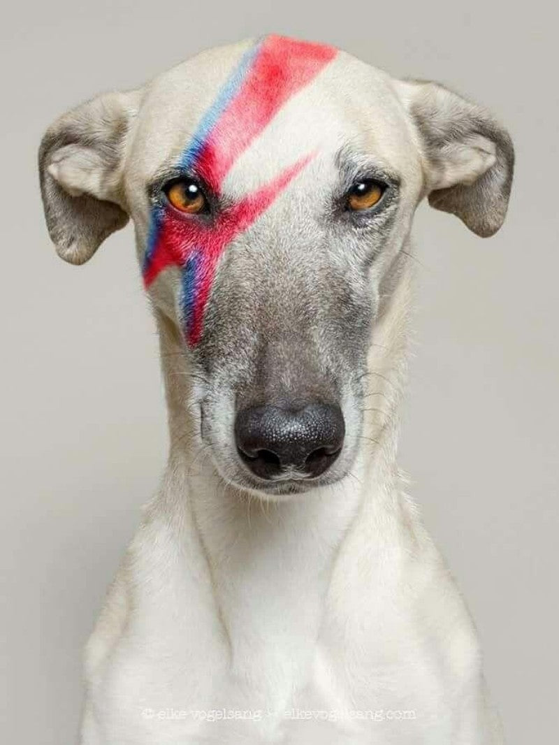 Whippet Dog | Diamond Painting
