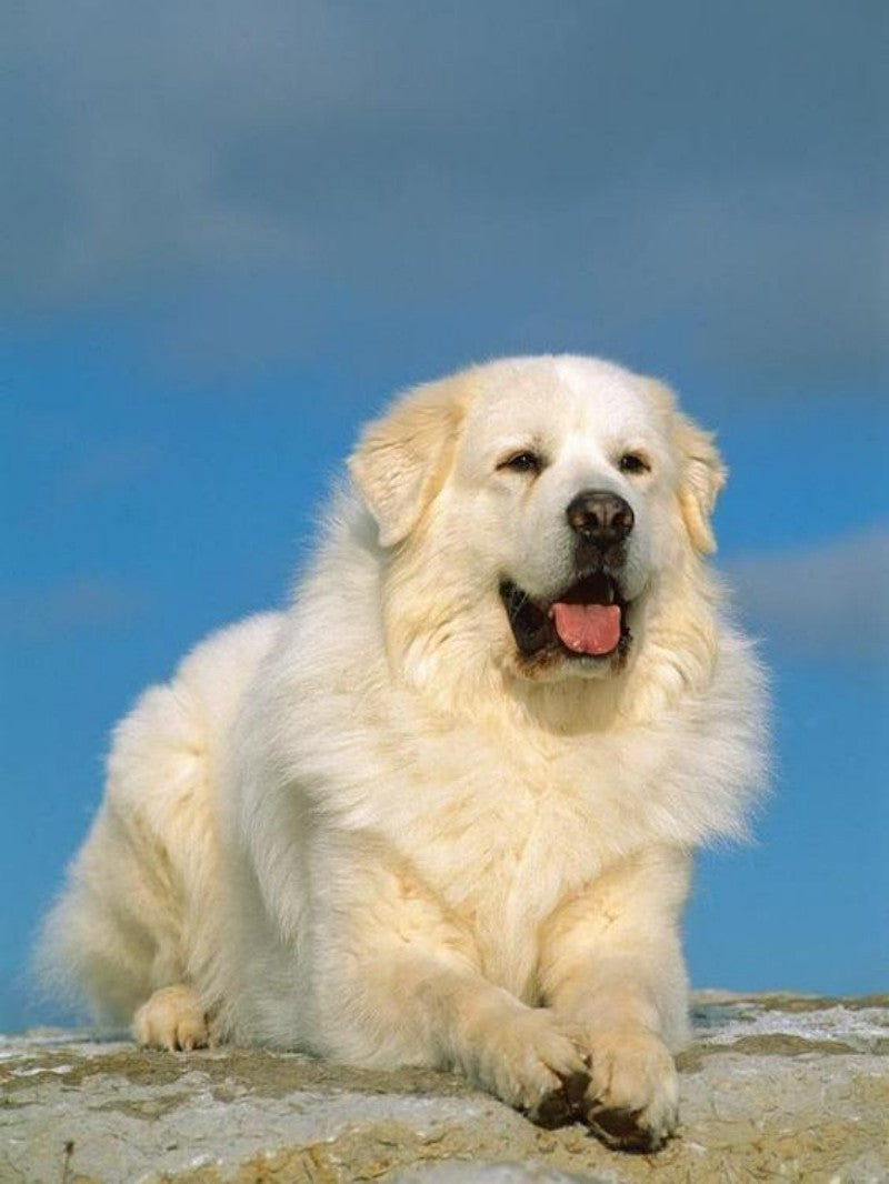 Great Pyrenees Dog | Diamond Painting