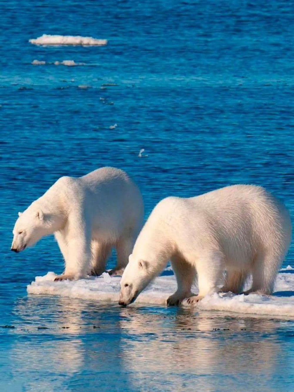 Polar Bear | Diamond Painting