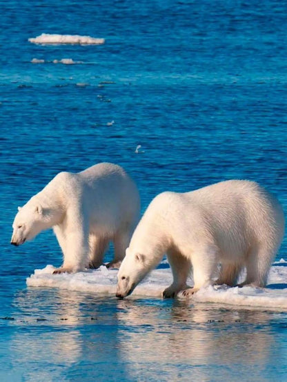 Polar Bear | Diamond Painting