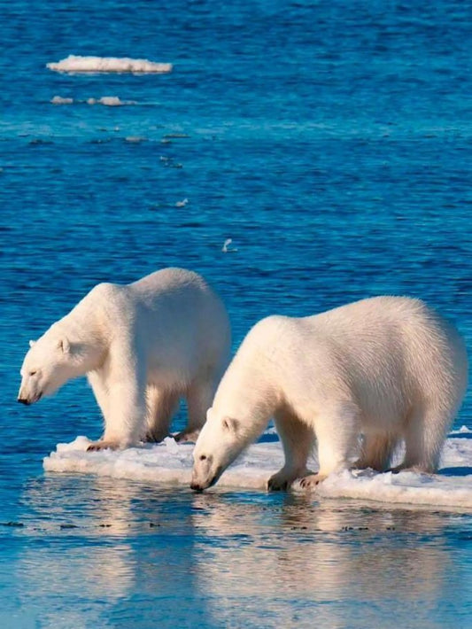 Polar Bear | Diamond Painting