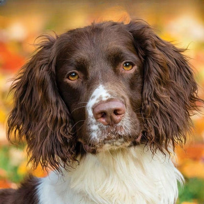 Brittany Spaniel Dog | Diamond Painting