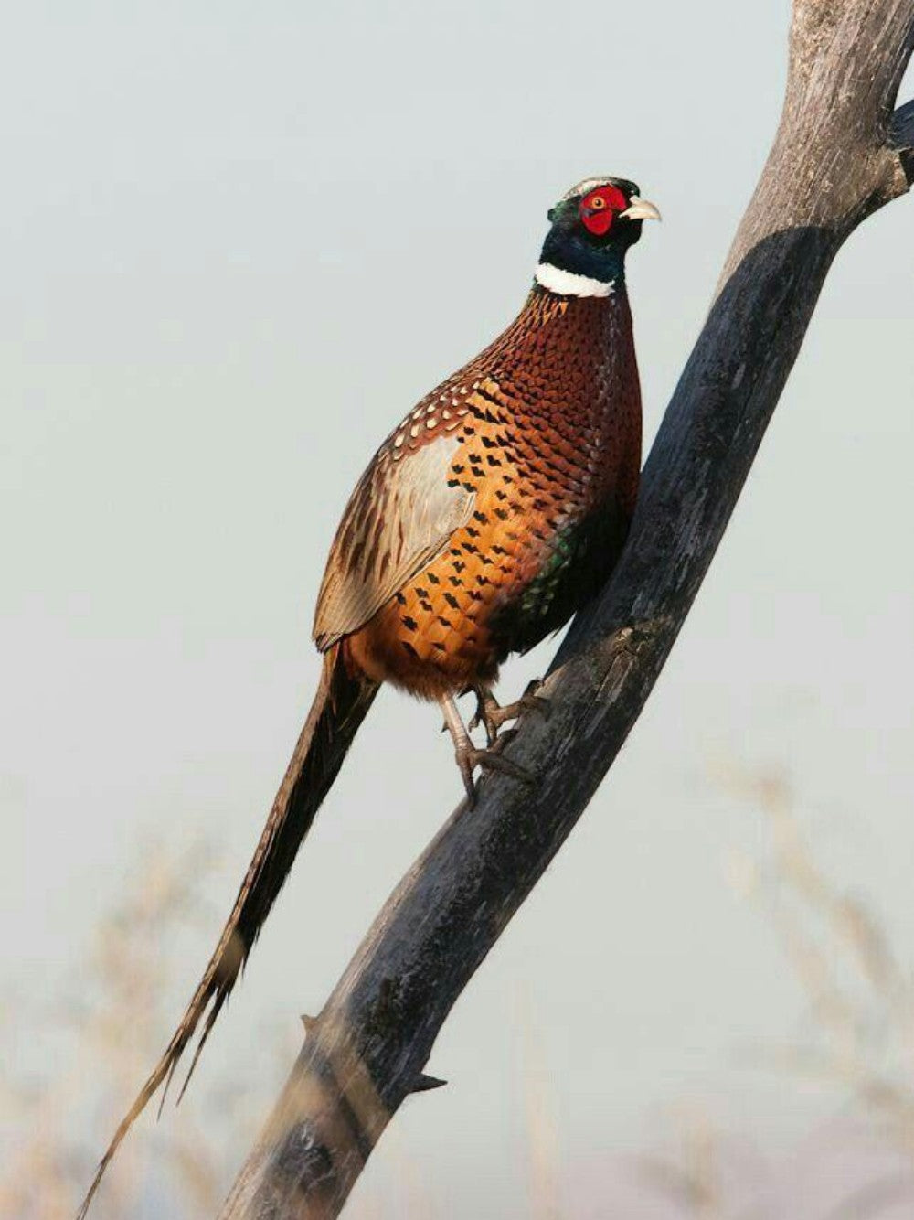 Pheasant | Diamond Painting