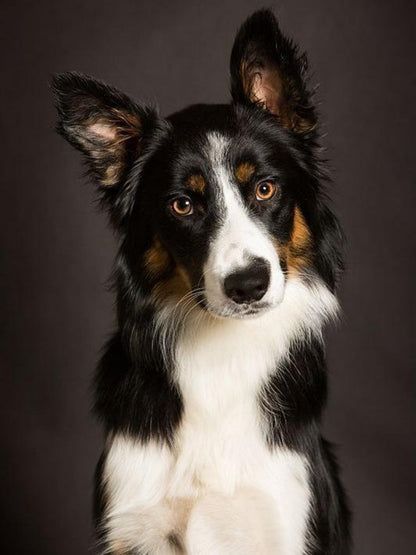 Dog Border Collie | Diamond Painting