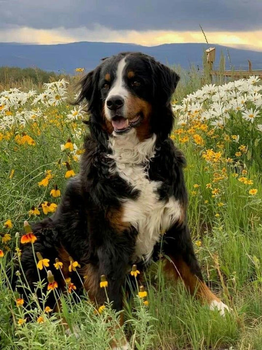 Bernese Mountain Dog | Diamond Painting