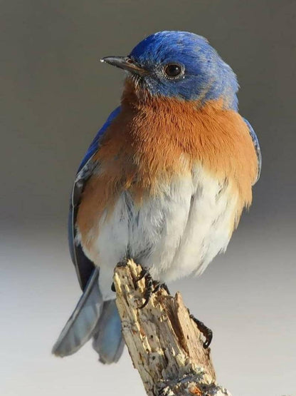 Blue Bird | Diamond Painting