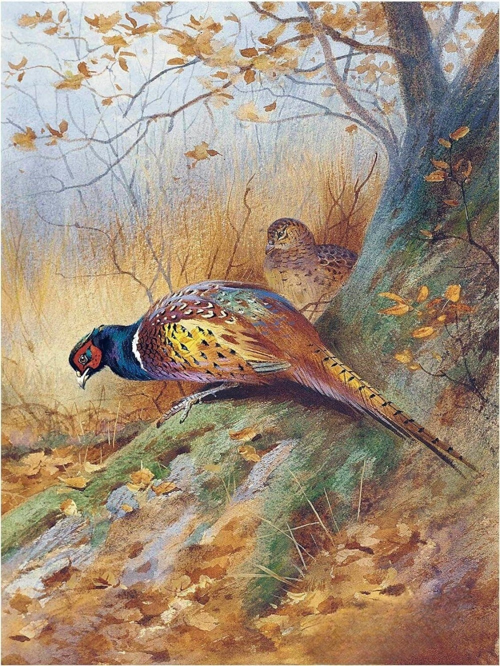 Pheasant | Diamond Painting