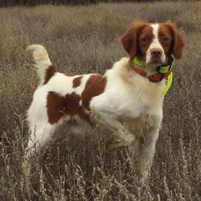 Brittany Spaniel Dog | Diamond Painting