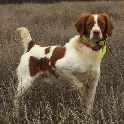 Brittany Spaniel Dog | Diamond Painting