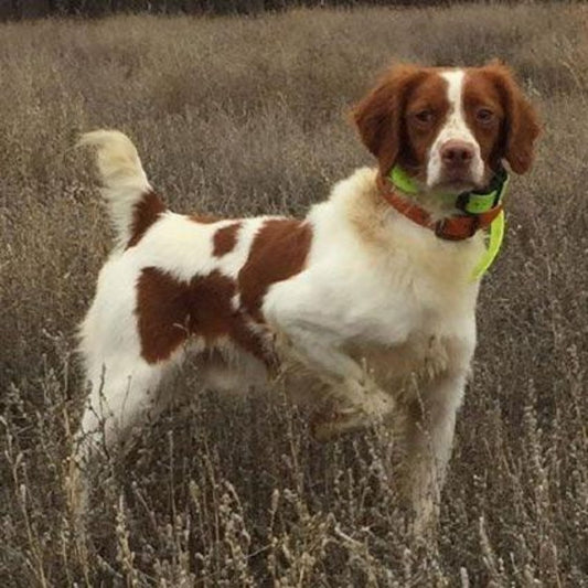 Brittany Spaniel Dog | Diamond Painting