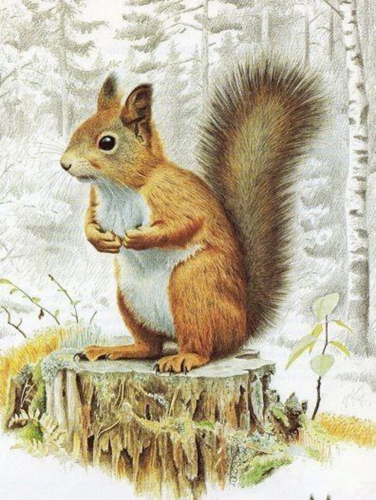 Squirrel | Diamond Painting