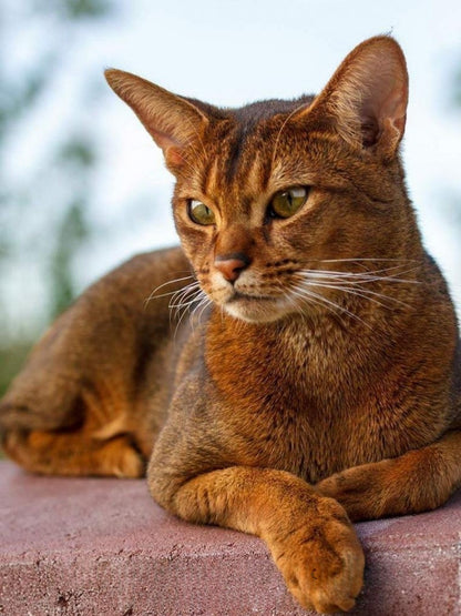 Abyssinian Cat | Diamond Painting