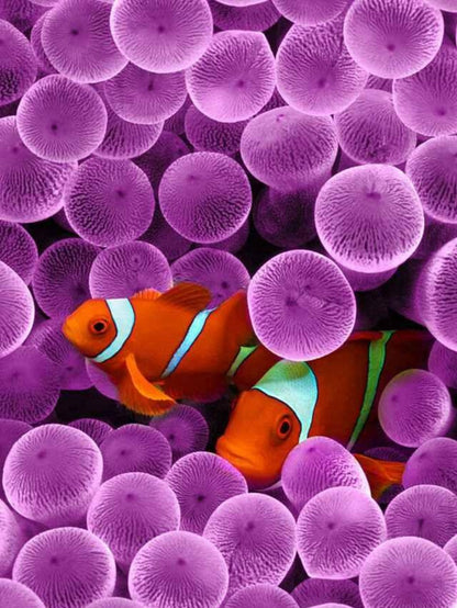 Clown Fish | Diamond Painting