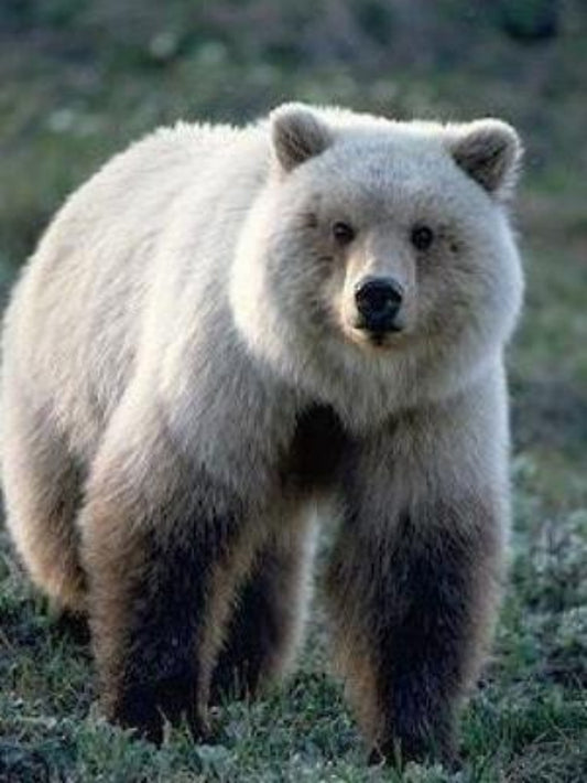 Polar Bear | Diamond Painting