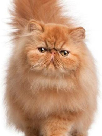 Persian Cat | Diamond Painting