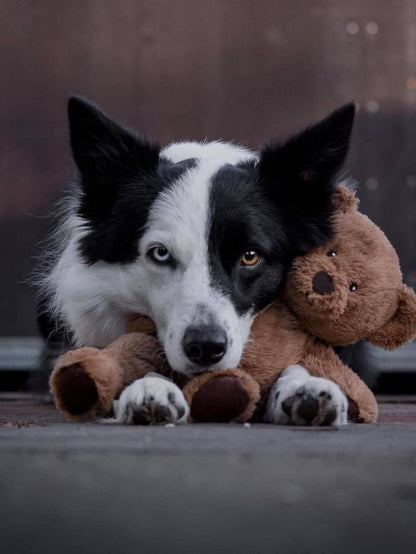 Dog Border Collie | Diamond Painting