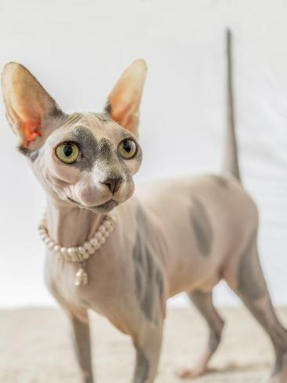 Sphynx Cat  | Diamond Painting