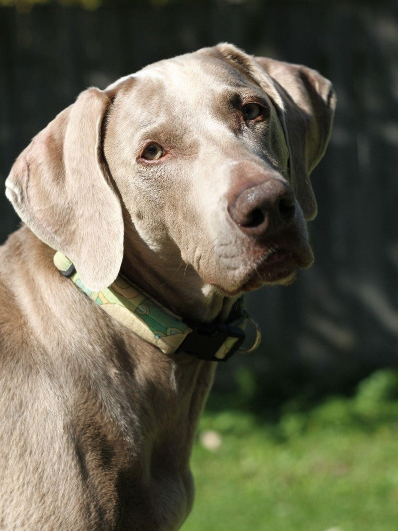 Weimaraner Dog | Diamond Painting