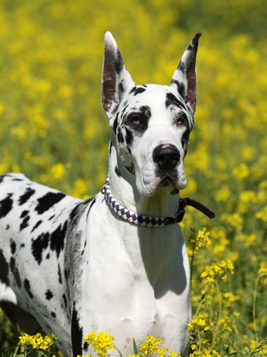 Dog Great Dane | Diamond Painting