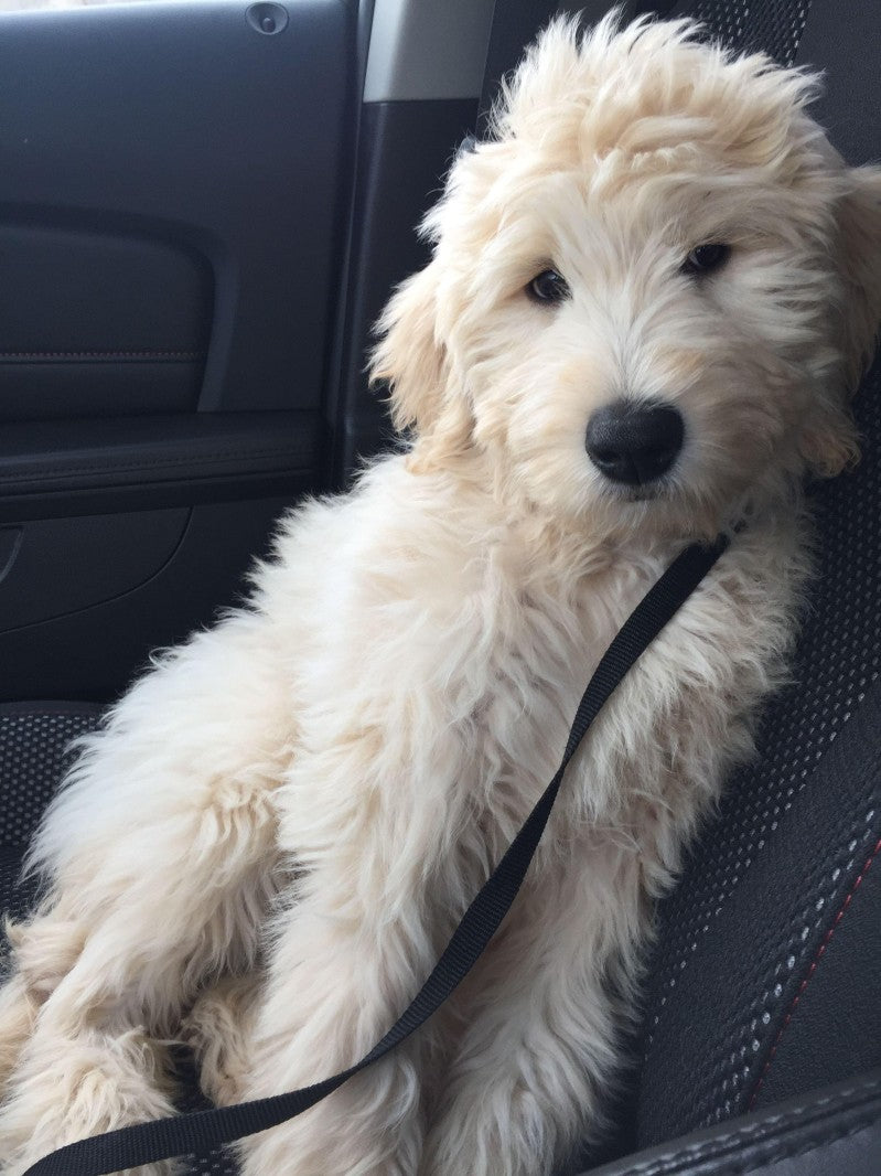 Goldendoodle Dog | Diamond Painting
