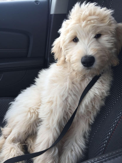 Goldendoodle Dog | Diamond Painting