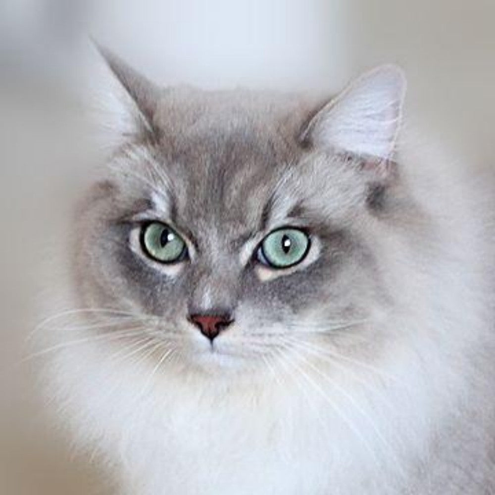 Ragdoll Cat | Diamond Painting