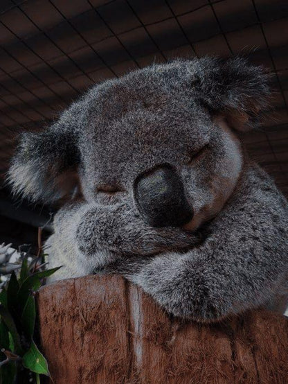 Koala | Diamond Painting