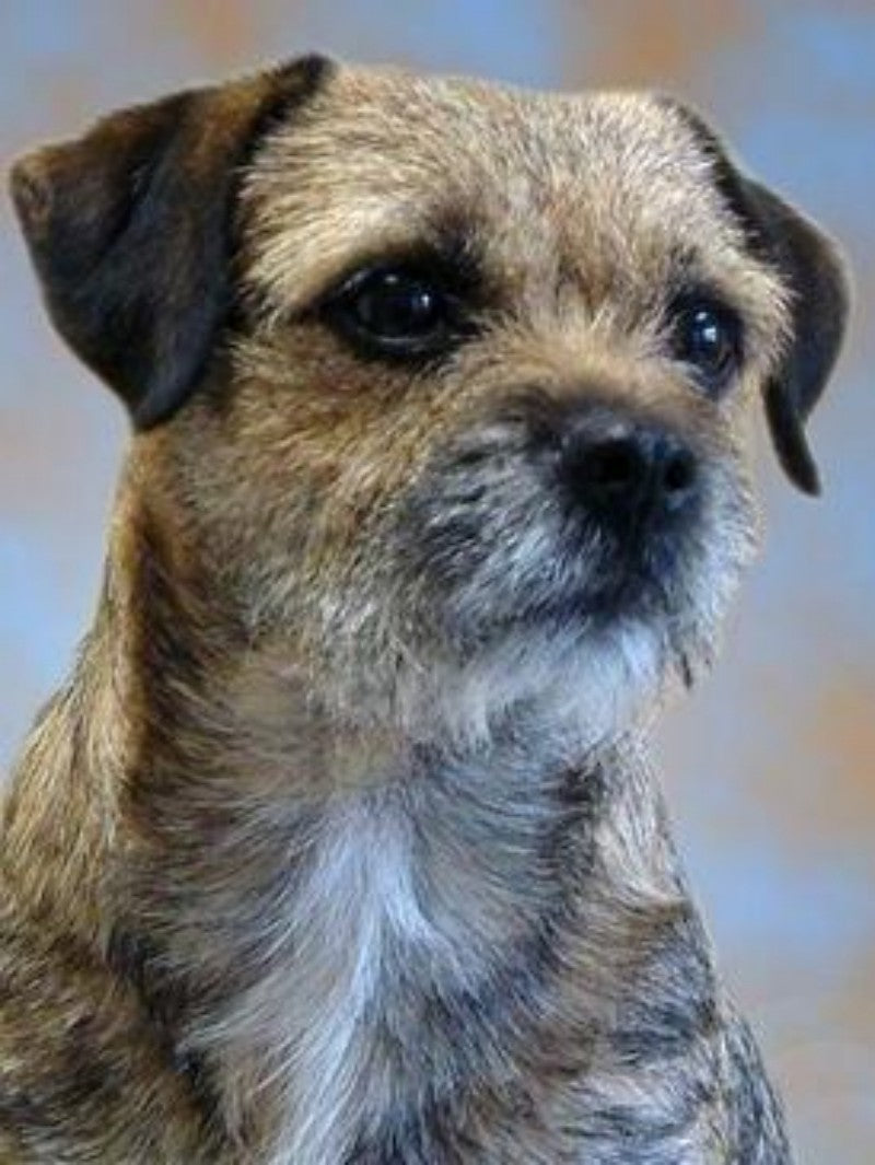 Dog Border Terrier | Diamond Painting