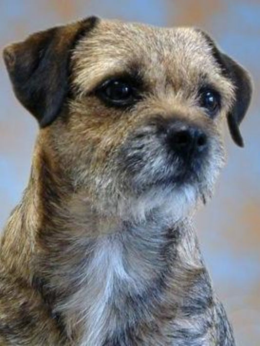 Dog Border Terrier | Diamond Painting