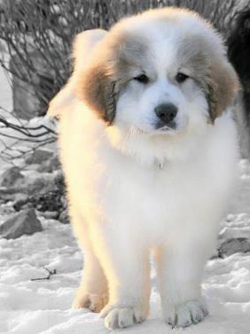 Great Pyrenees Dog | Diamond Painting