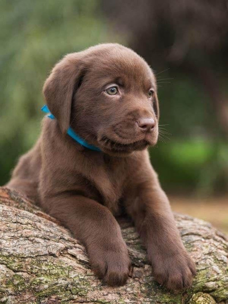 Chocolate Labrador Dog | Diamond Painting