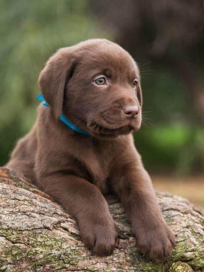 Chocolate Labrador Dog | Diamond Painting