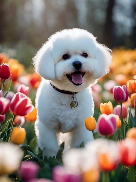 Dog Bichon Frise | Diamond Painting